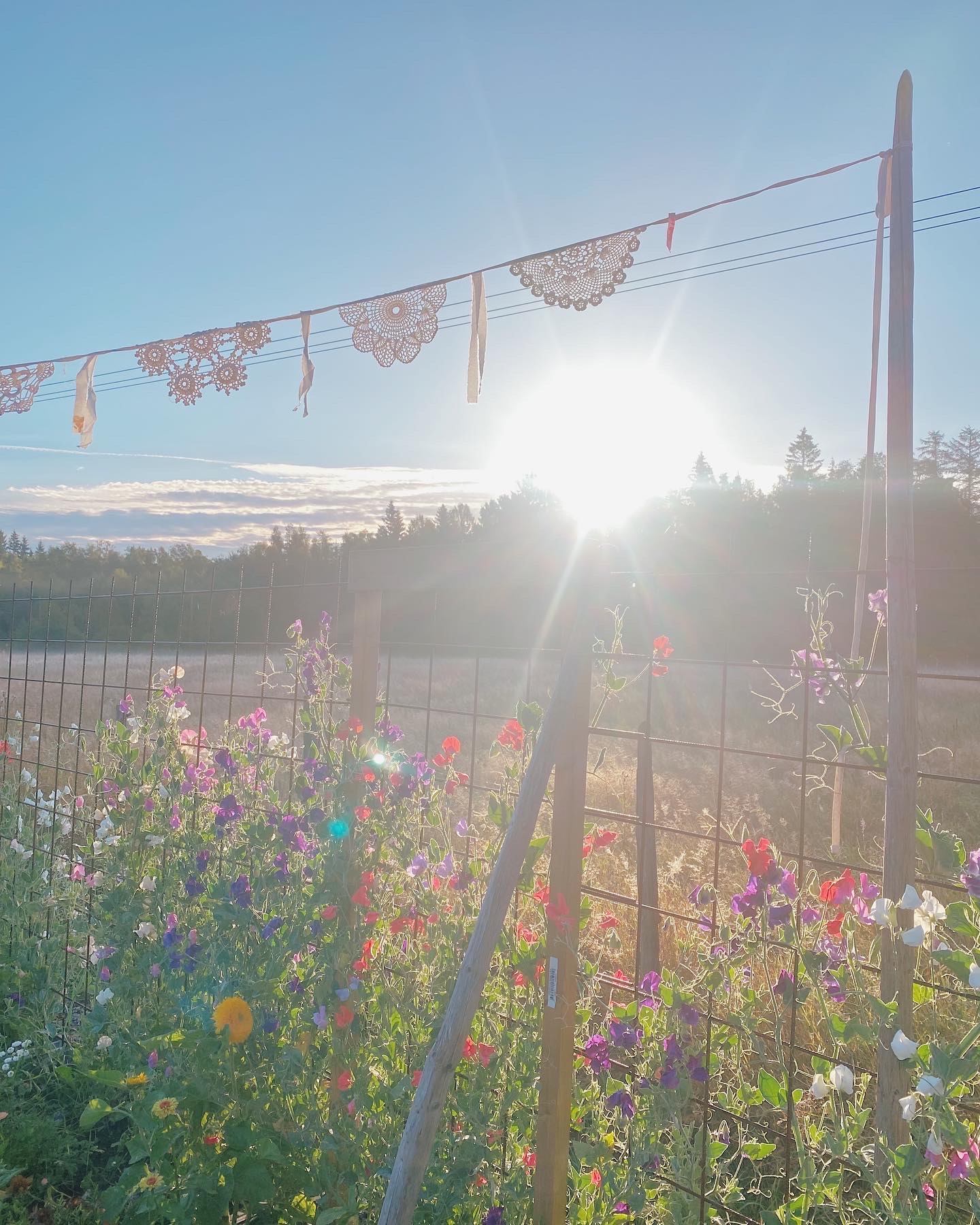 Wieselgrensgården_blomster