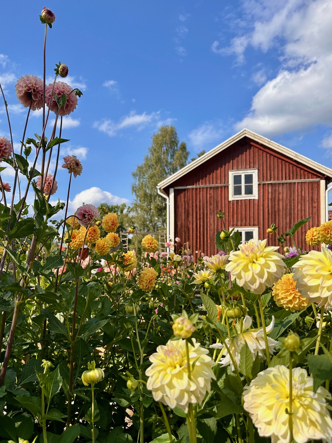 självplock_blommor_buketter_vislanda