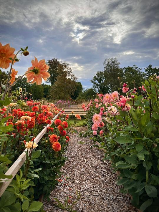 Självplock blommor Wieselgrensgården