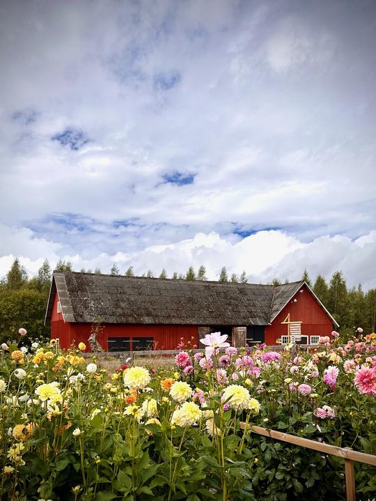 Blommor i hink självplock